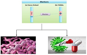 Identification of Genetic Markers of Drug Resistance and Virulence Factor Gene in Campylobacter Jejuni Isolated From Children in North Iraq 