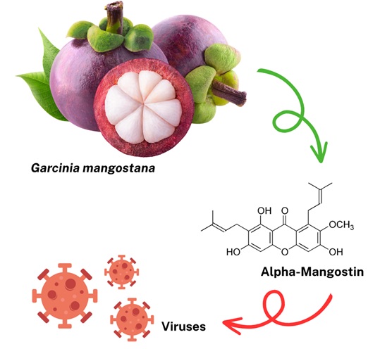 Alpha-Mangostin as an Antiviral Candidate: A Mini Review 