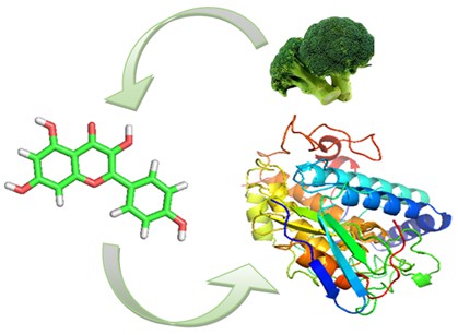 Catalyzing Kaempferol from Broccoli Fruit (Brassica oleracea var. italica) on Tyrosinase Protein for Regulation of Melanin Synthesis in-Slico 