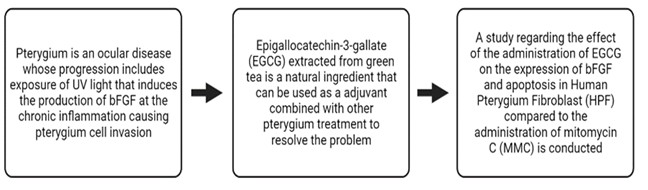 Expresion of Basic Fibroblast Growth Factor (bFGF) and Cell Apoptosis in Human Pterygium Fibroblast (HPF) after the Adminstration of Epigallocathecin-3-Gallate (EGCG) and Mitomycin-C (In Vitro Laboratory Experimental Study) 
