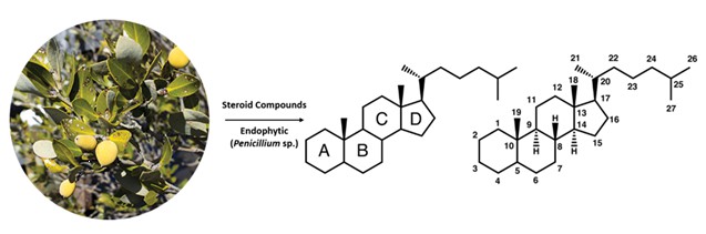 Steroid Compounds from Endophytic (Penicillium sp.) of Mangrove Avicennia marina 