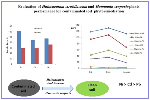 Evaluation of Halocnemum strobilaceum and Hammada scoparia plants performance for contaminated soil phytoremediation 