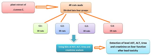 Evaluation of Rats’ Biochemical Markers in Artemisia Annua Linn. Extract After Lead Toxicity 