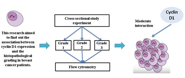 Association of Cyclin D1 Expression and Histopathological Grading of Invasive Ductal Carcinoma Breast Cancer: An Observational Cross-Sectional Study in Surabaya 
