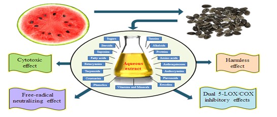 The Effect of Heat Variable on the Chemical Composition and Bioactivities of a Citrullus lanatus Seed Aqueous Extracts 