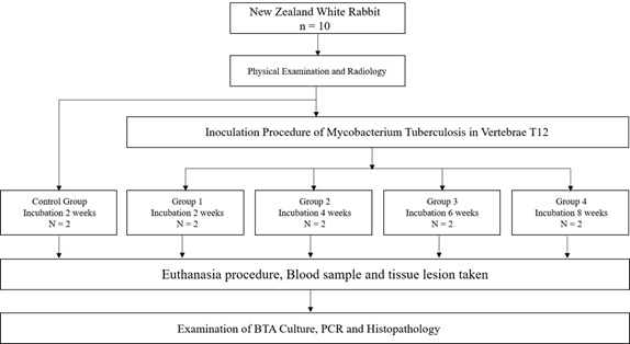 A Preliminary Protocol for Induction of Tuberculosis Spondylitis by Mycobacterium Tuberculosis Strain H37R: In-vivo New Zealand White Rrabbits Model 