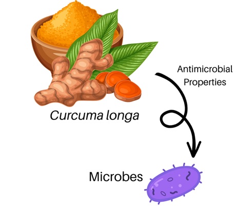 A Mini Review of Curcuma longa: Antimicrobial Properties 