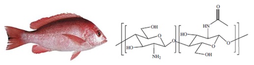 The Effect of Nanochitosane of Red Snapper Fish Scales (Lutjanus Sp.) on Pain and Pulp Inflammation 