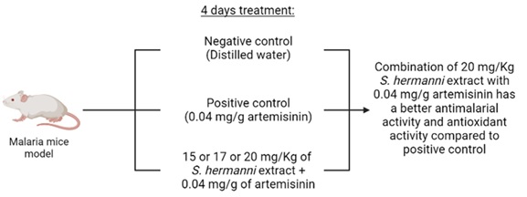 S.hermanni's Capability as an Antimalarial and Antioxidant in a Mice Model of P.berghei ANKA Infection 