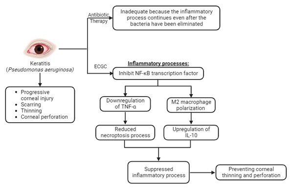 Anti-Inflammatory Effect of Epigallocatechin Gallate on Tumor Necrosis Factor-Alpha and Interleukin-10 Expression in Pseudomonas aeruginosa-Induced Keratitis 