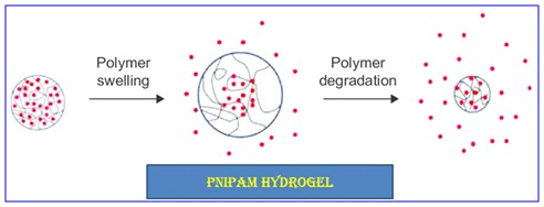 Swelling Kinetics of Poly(N-Isopropylacrylamide)-Based Hydrogel and its Application as Anti-Diabetic Drugs Delivery System 