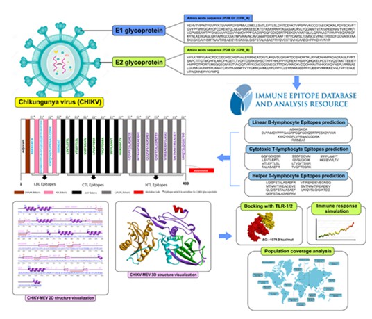 A Novel Multi-Epitope Vaccine Design Targeting E1/E2 Envelope Glycoprotein of Chikungunya Virus: An Immunoinformatics Approach 