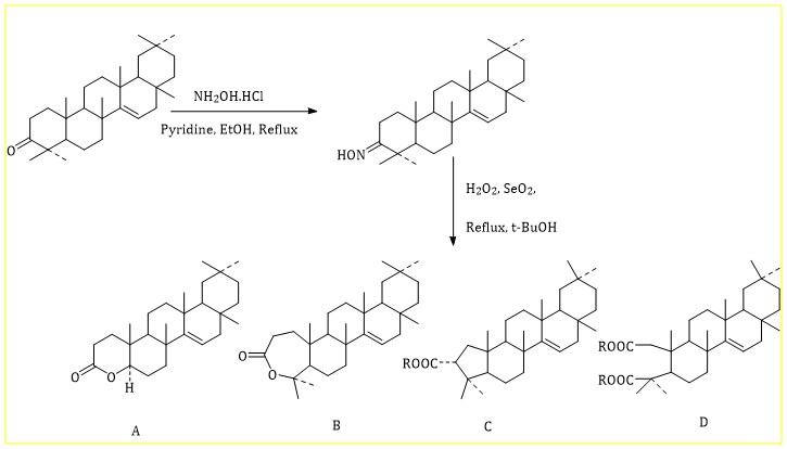 Transformative reaction on triterpenoids: action of hydrogen peroxide in presence of selenium dioxide on oxime derivative of taraxerone and antimicrobial activity of isolated compounds 