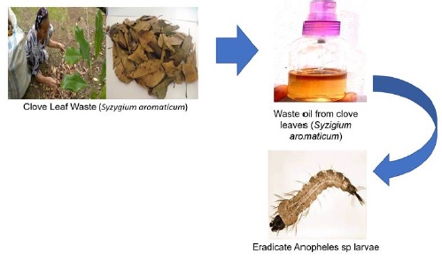 Effectiveness of Exterminator Anopheles Spp Larvae from Clove Leaf Waste (Syzygium Aromaticum) 